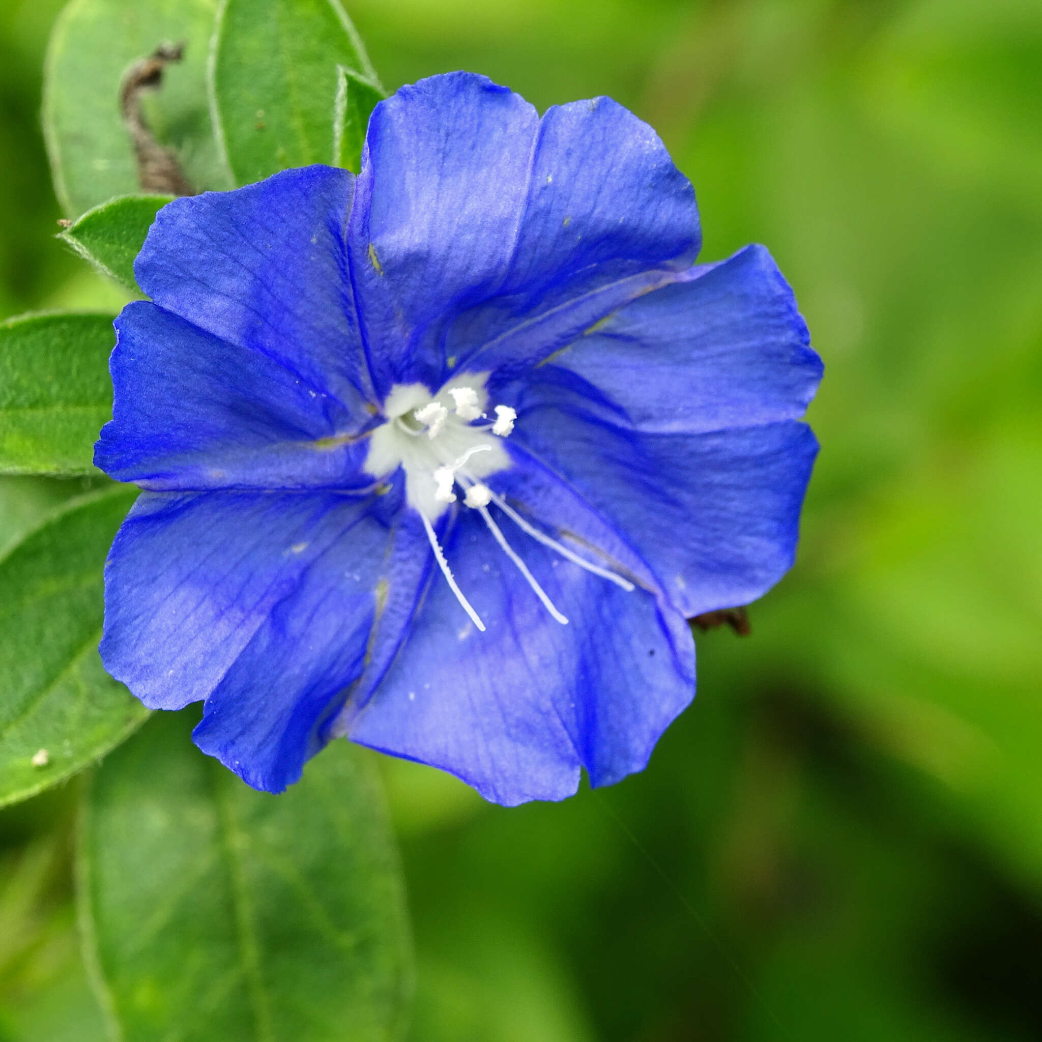 Image of Brazilian dwarf morning-glory