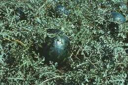 Image of Desert Vines