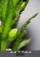 Image of Whorled Water-milfoil