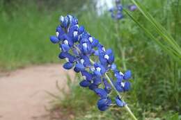 Image of Texas lupine