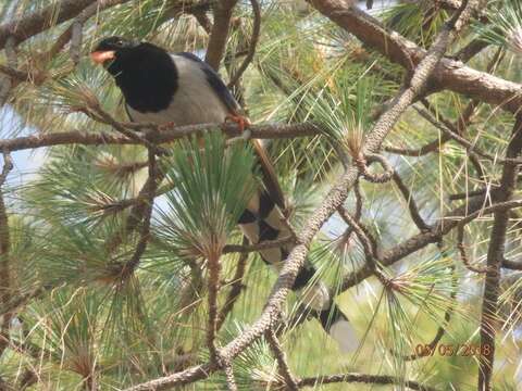 Image of Gold-billed Magpie