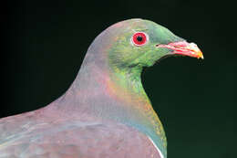 Image of Kererū