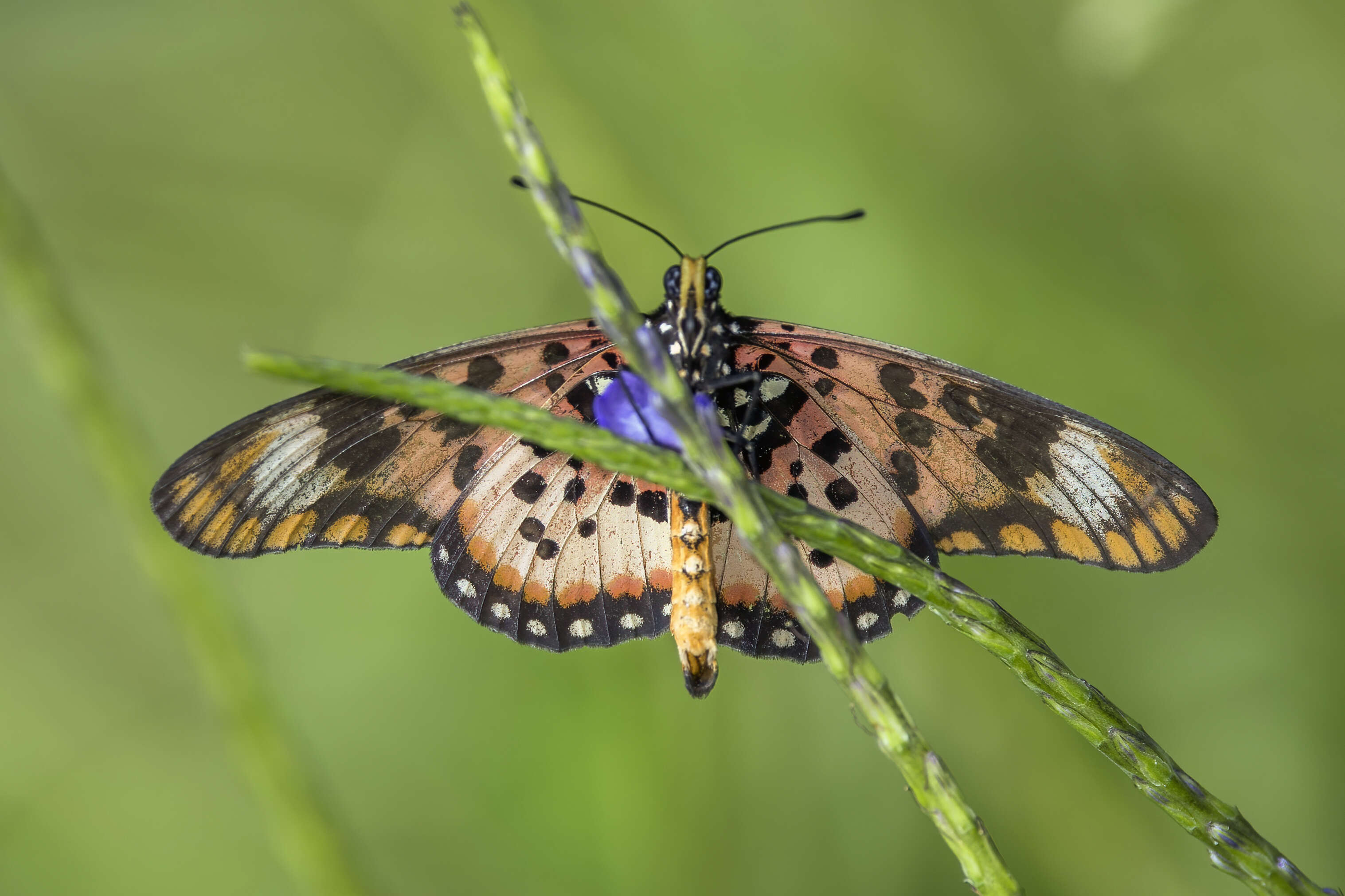 Image of Acraea zetes Linnaeus 1758