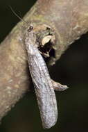 Image of New Zealand dobsonfly