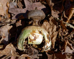 Image of Beaked Earthstar