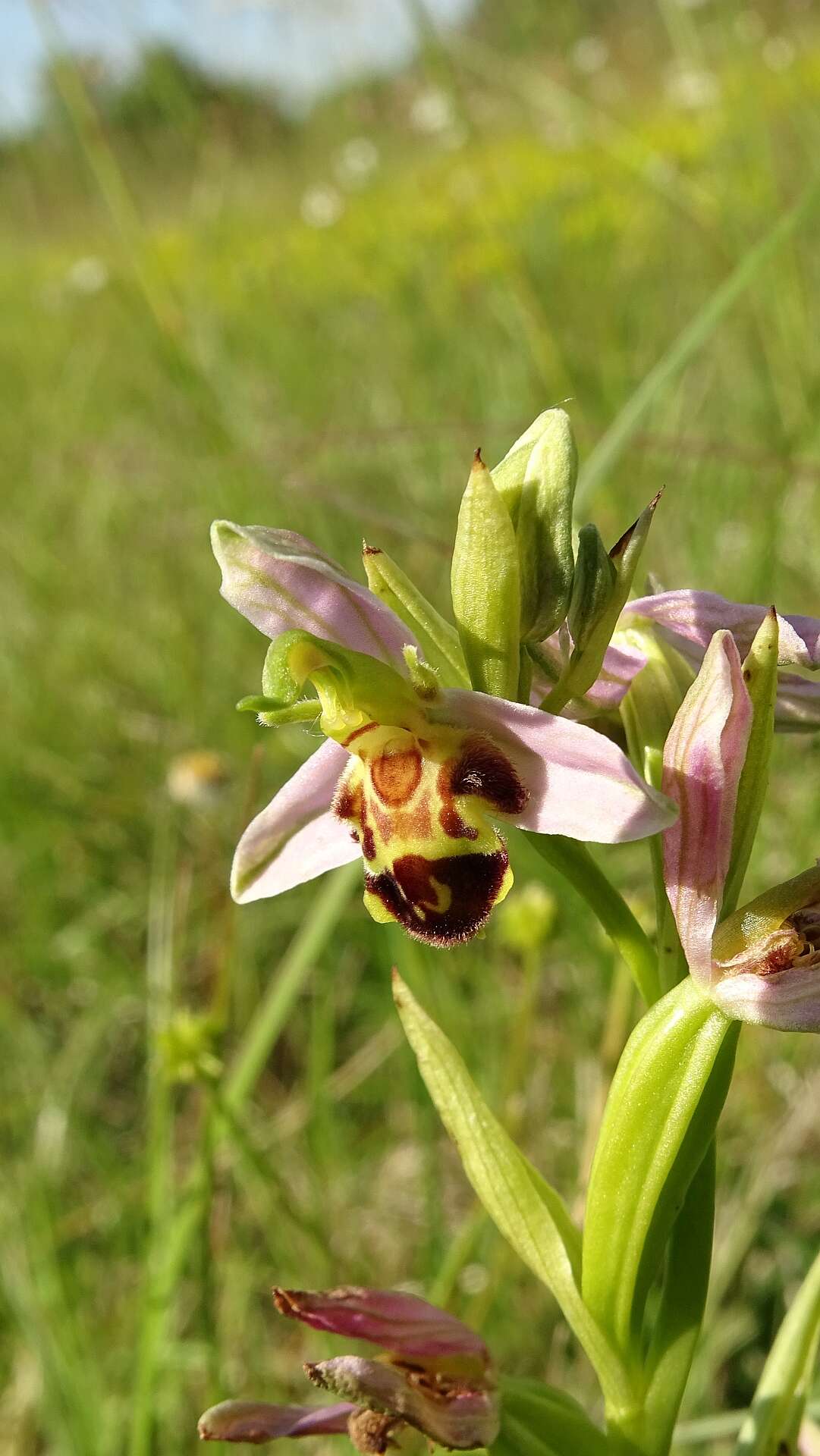 Image of Bee orchid