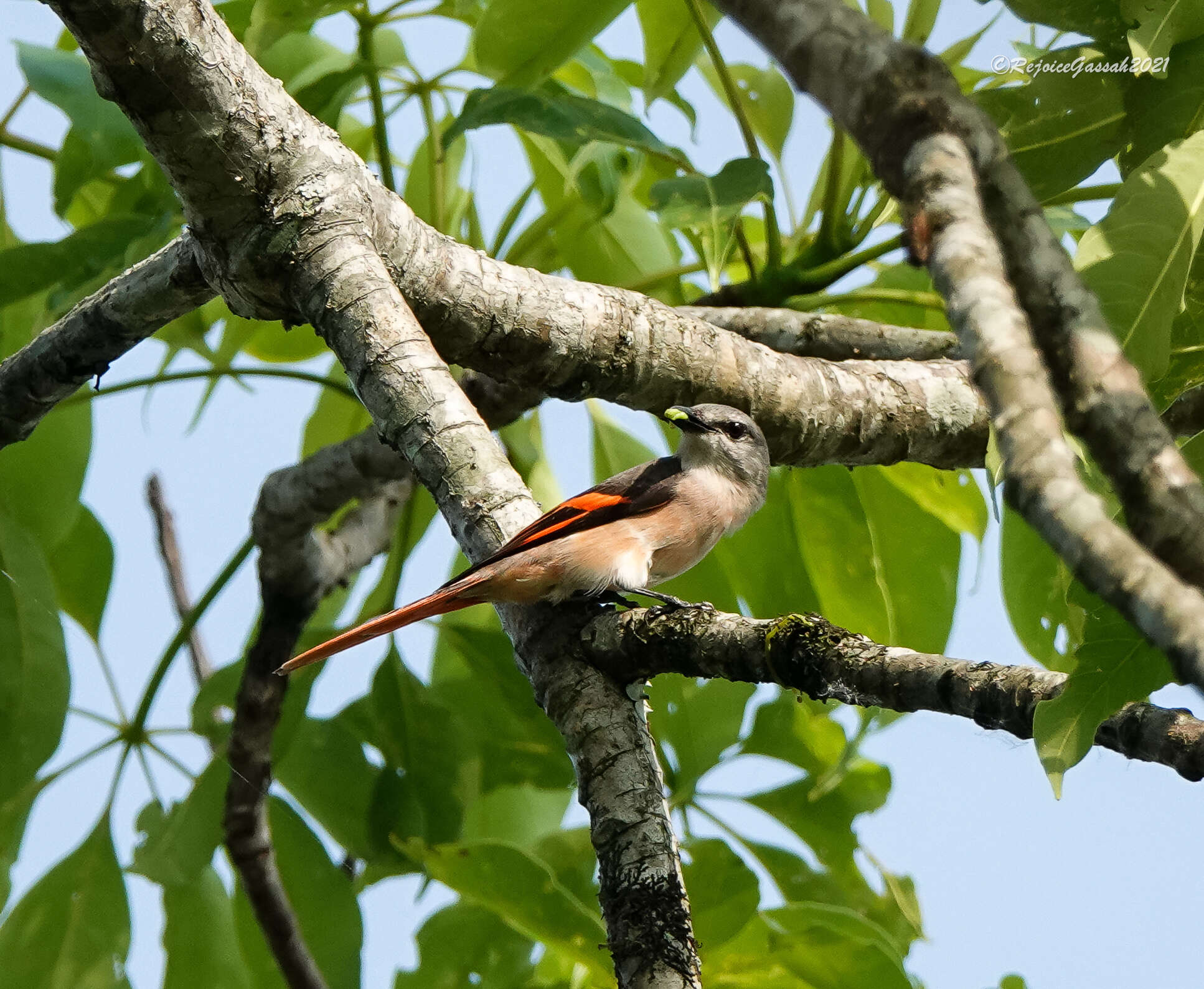 Image of Rosy Minivet