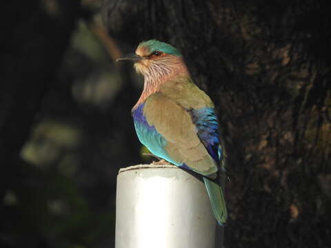 Image of Indian Roller