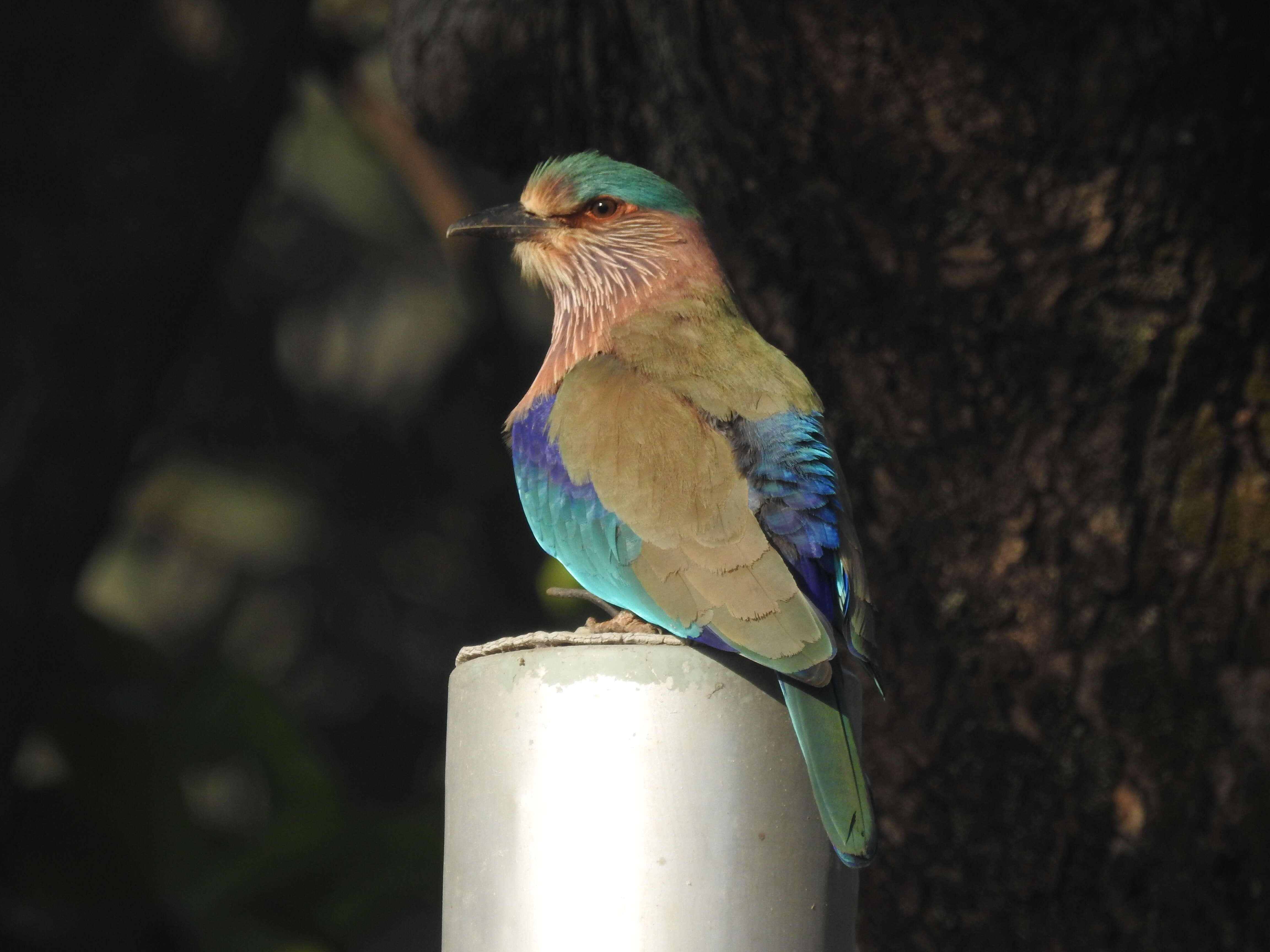 Image of Indian Roller