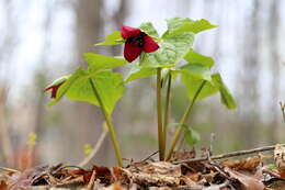 Image of red trillium