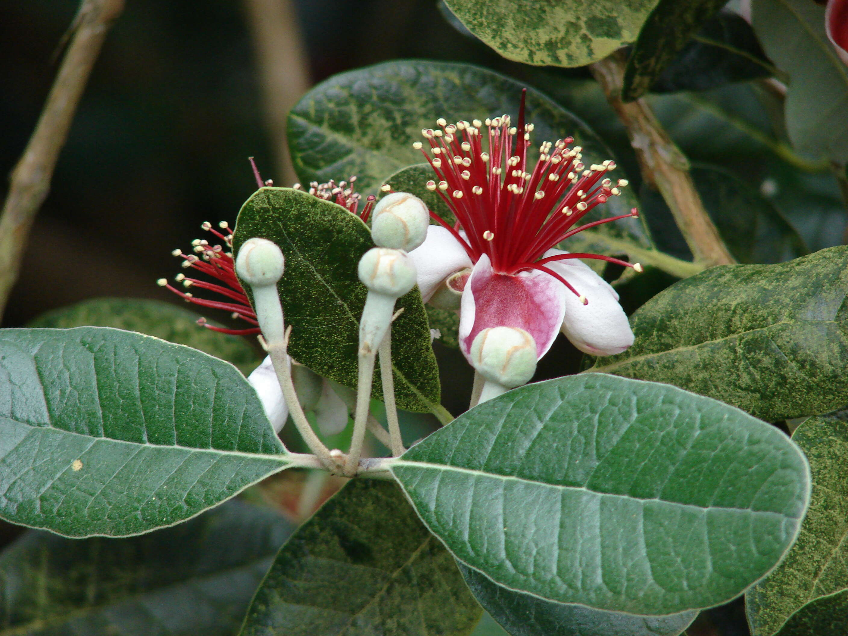 Image of Acca