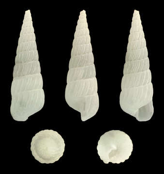 Image of milky pyramidsnail