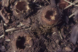 Image de Geopora sumneriana (Cooke) M. Torre 1976