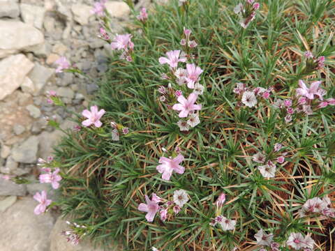 Image of Acantholimon ulicinum (Schult.) Boiss.