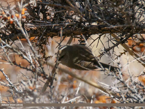 Image of Tit-Warblers