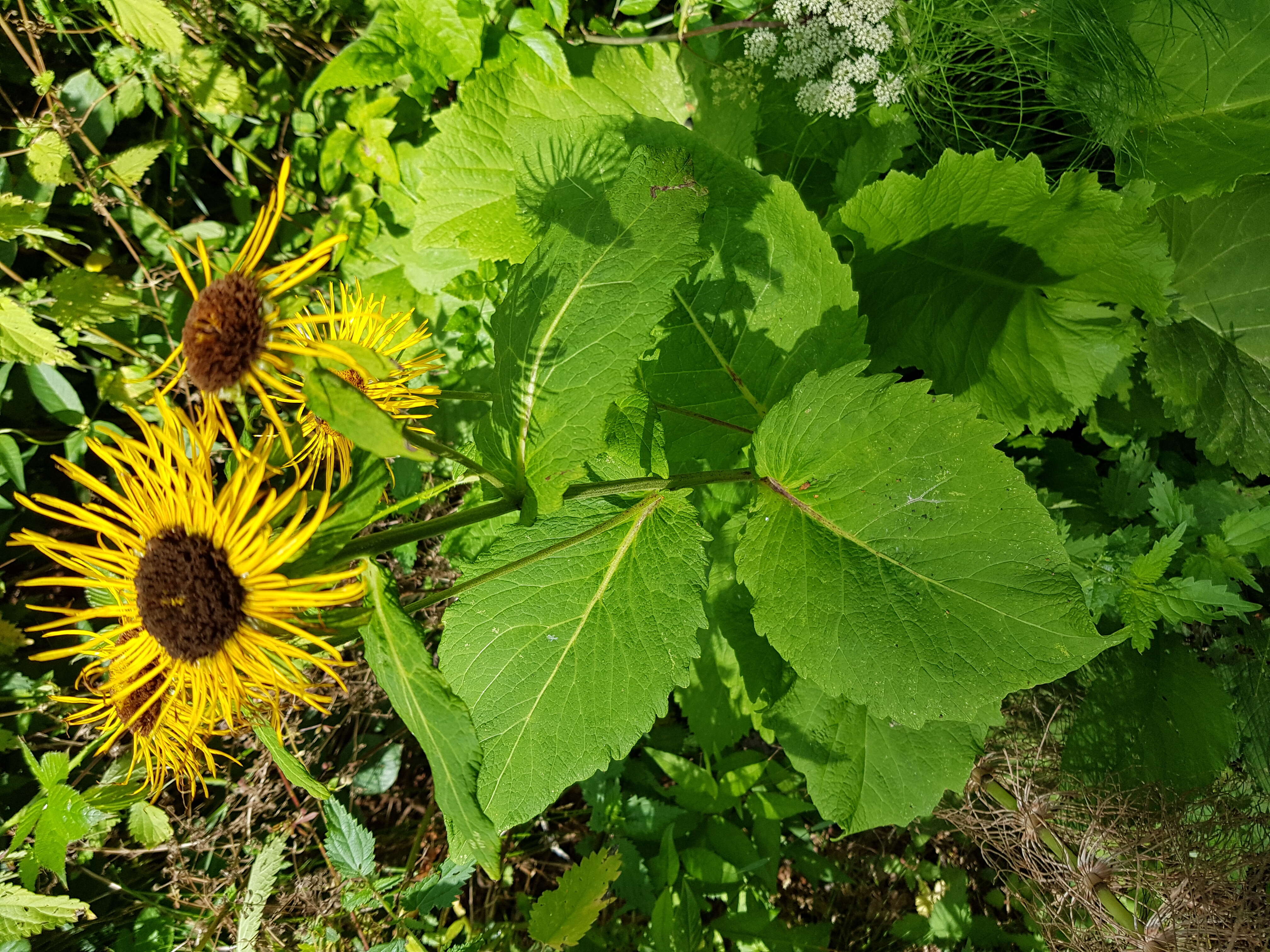 Inula helenium L. resmi