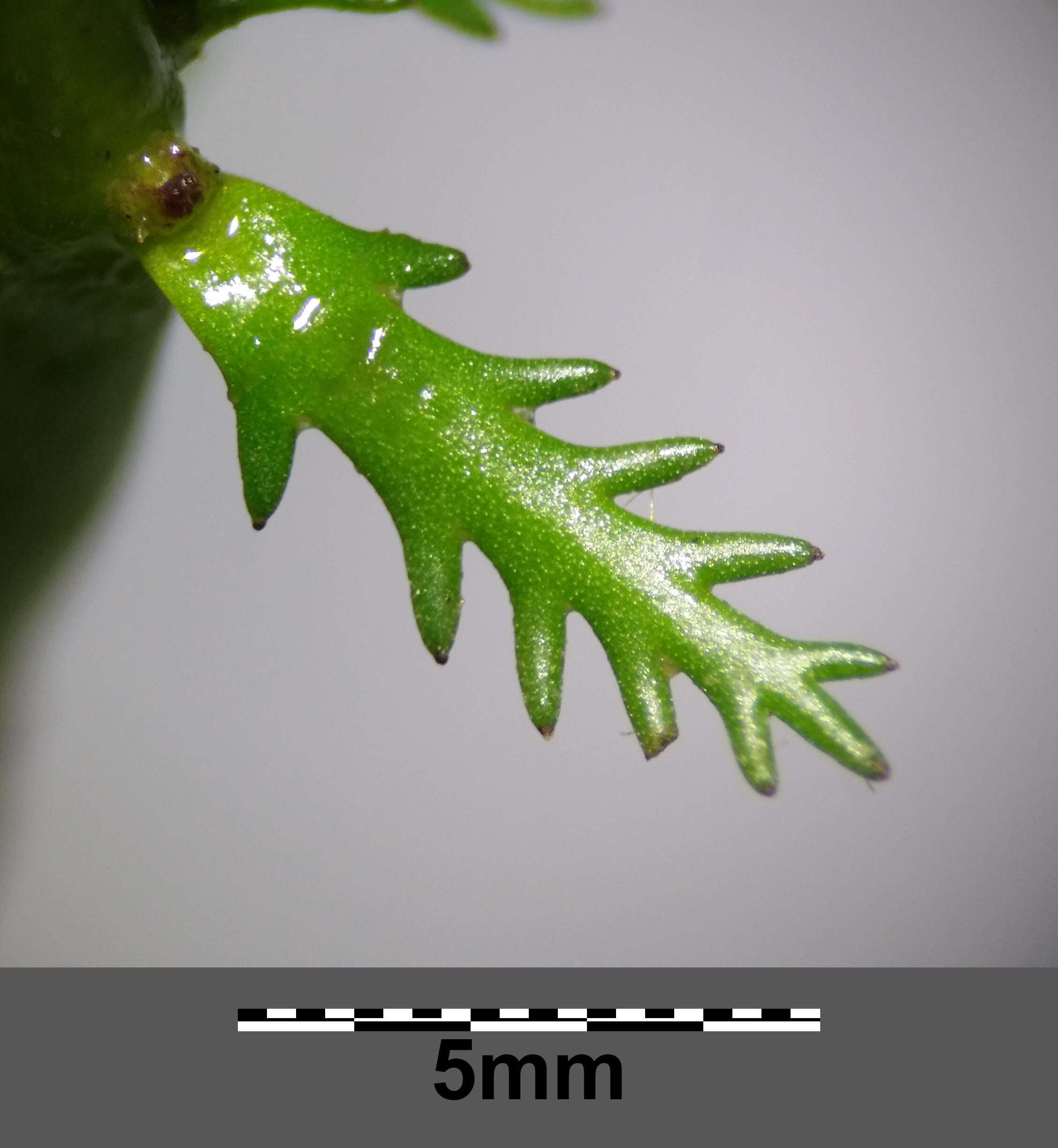 Image of twoleaf watermilfoil