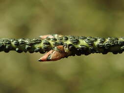 Image de Euonymus verrucosus Scop.