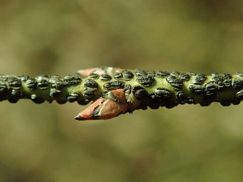 Image de Euonymus verrucosus Scop.