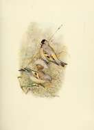 Image of Lawrence's Goldfinch