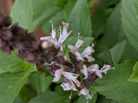 Image of hoary basil