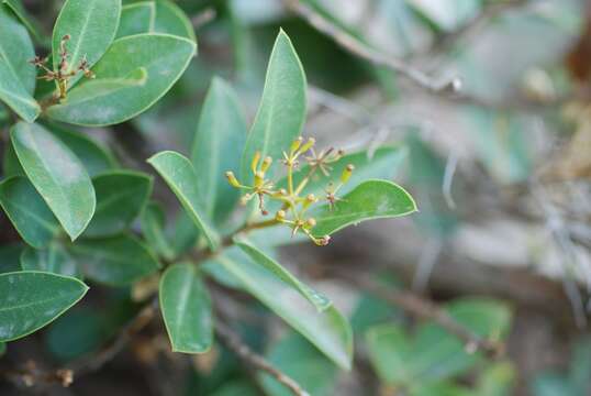 Image of Shrubby Hare's Ear