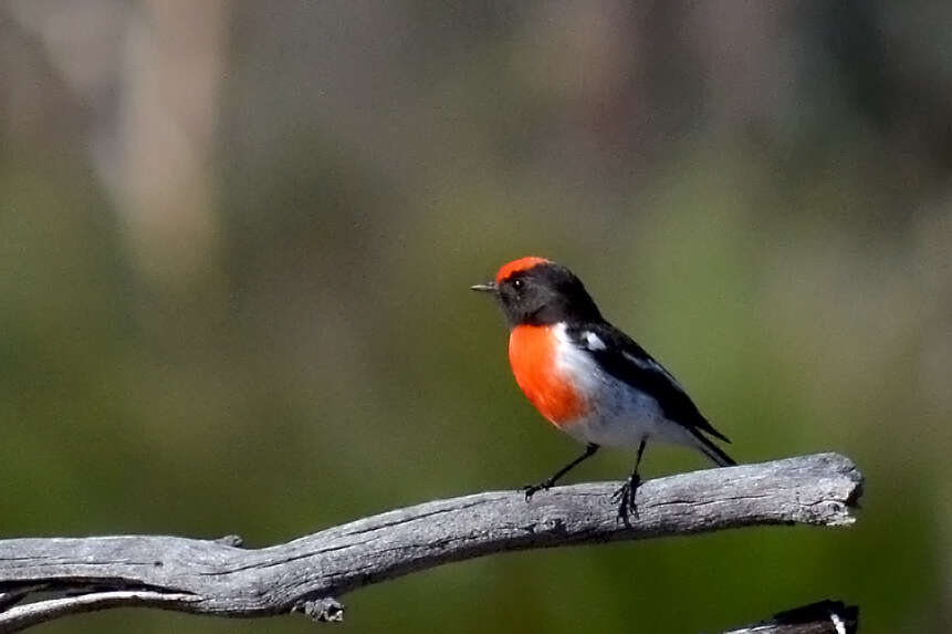 Image of Red-capped Robin