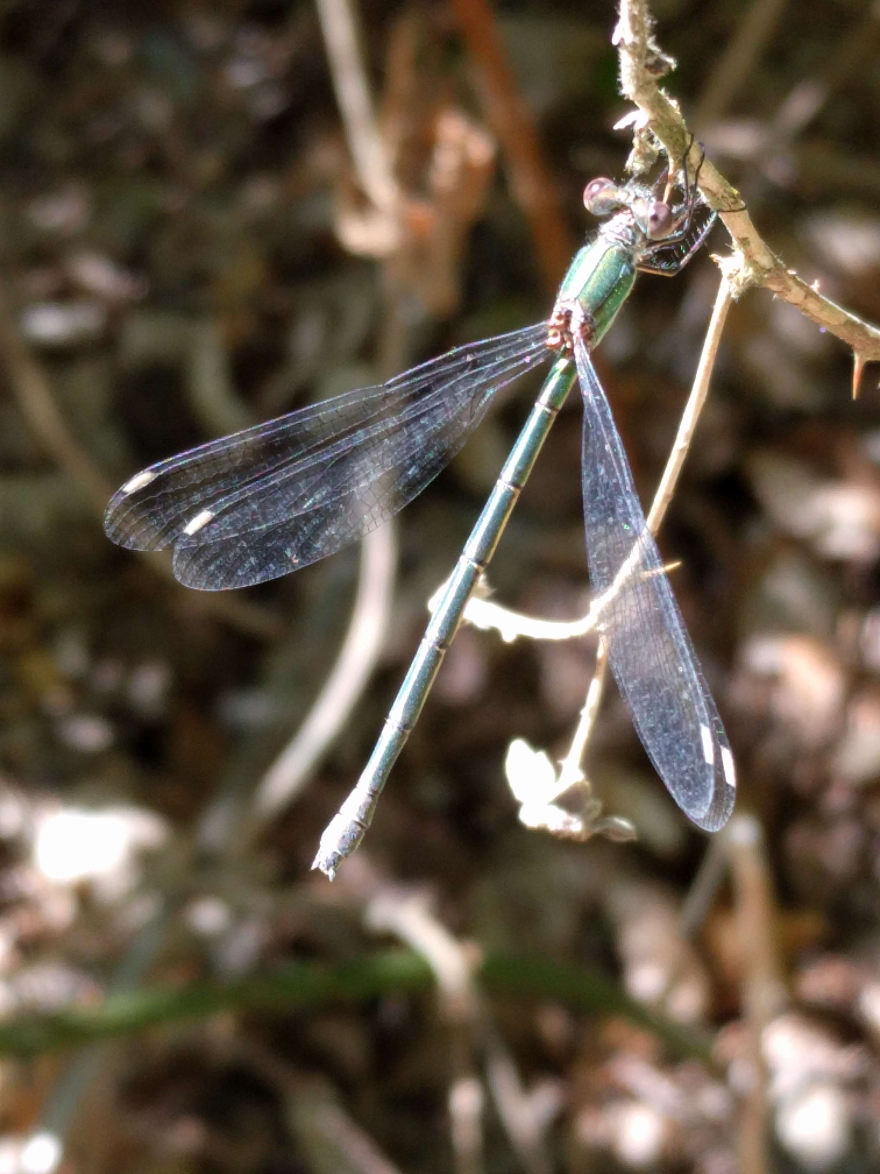 Image of Chalcolestes Kennedy 1920