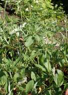 Image of alpine golden buckwheat