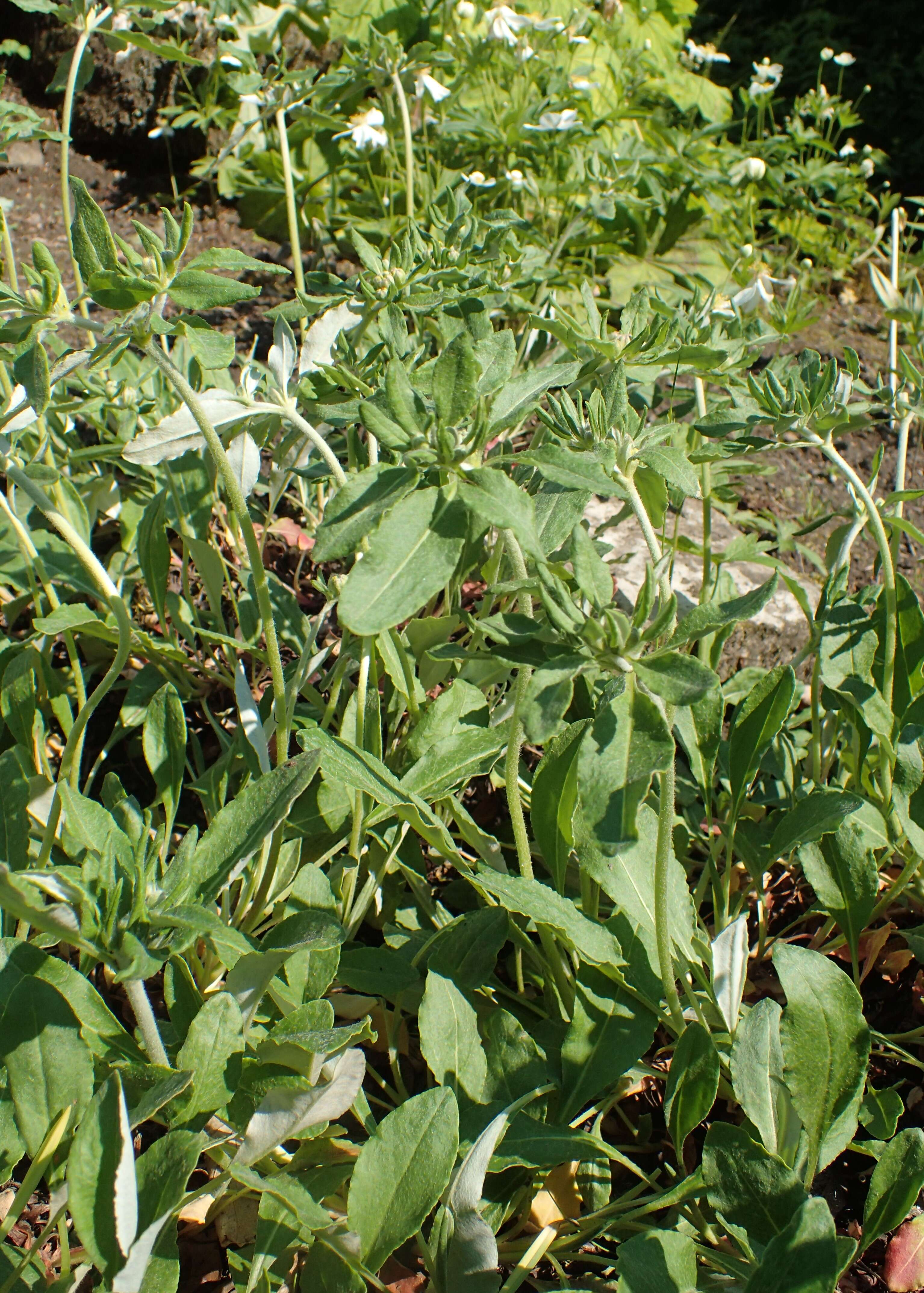 Image of alpine golden buckwheat