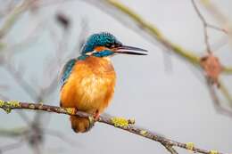 Image of Common Kingfisher