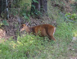 Image of Barking Deer