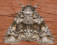 Image of Banded Similar-wing, Grey Similar-wing, False Pine Looper