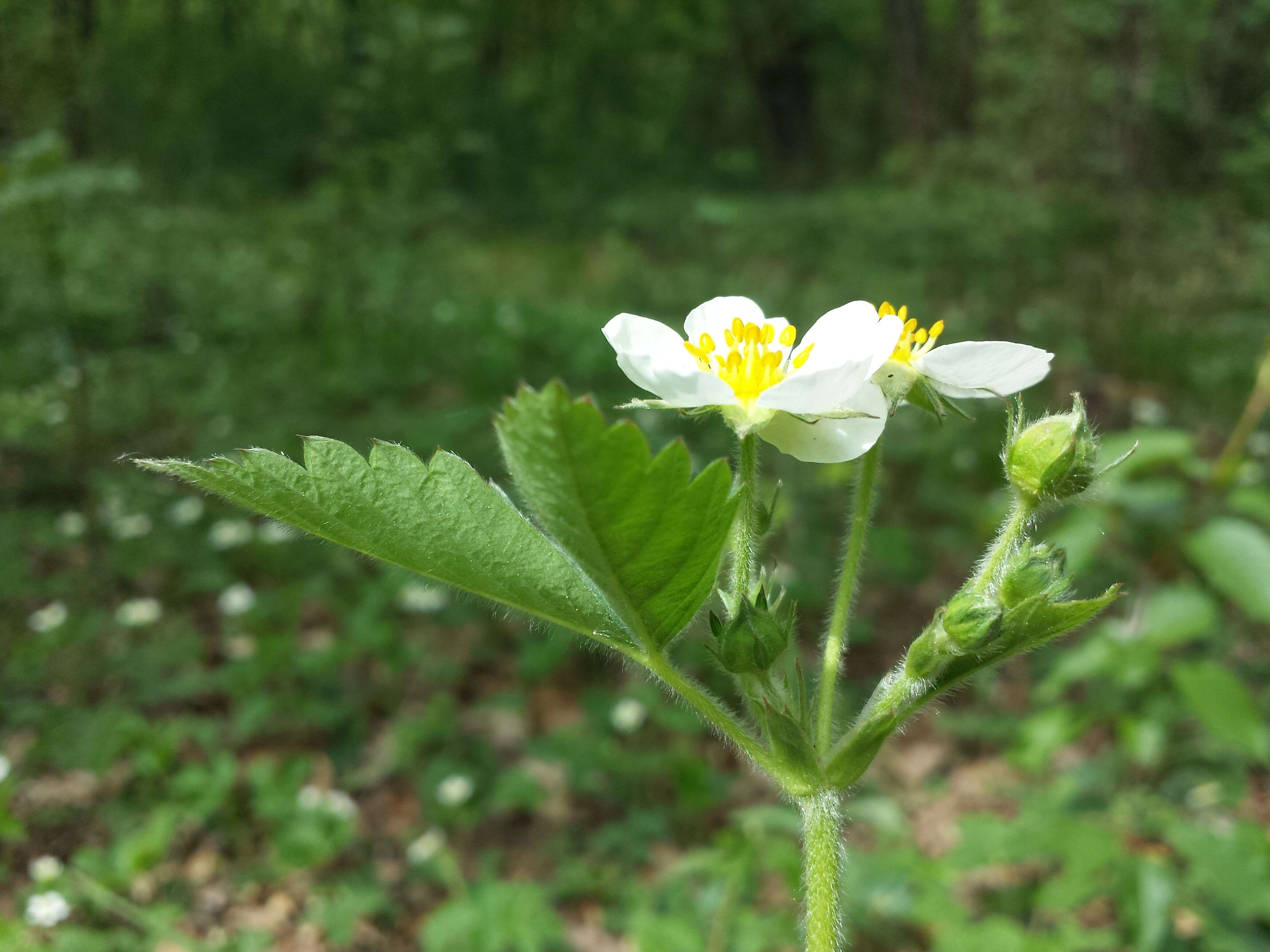 Image of Hautbois Strawberry