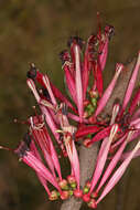 Image of Tapinanthus rubromarginatus (Eng I.) Danser