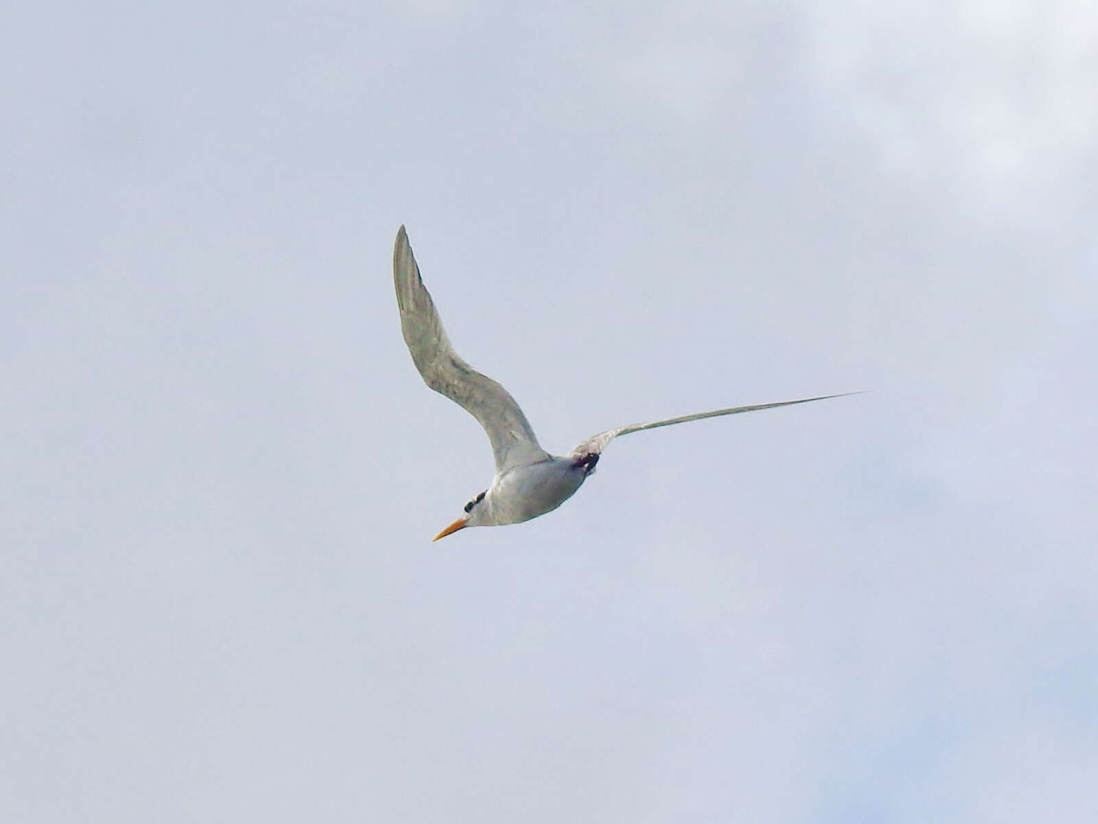 Image of Lesser Crested Tern