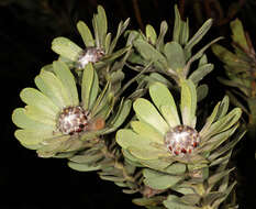 Image of grey conebush