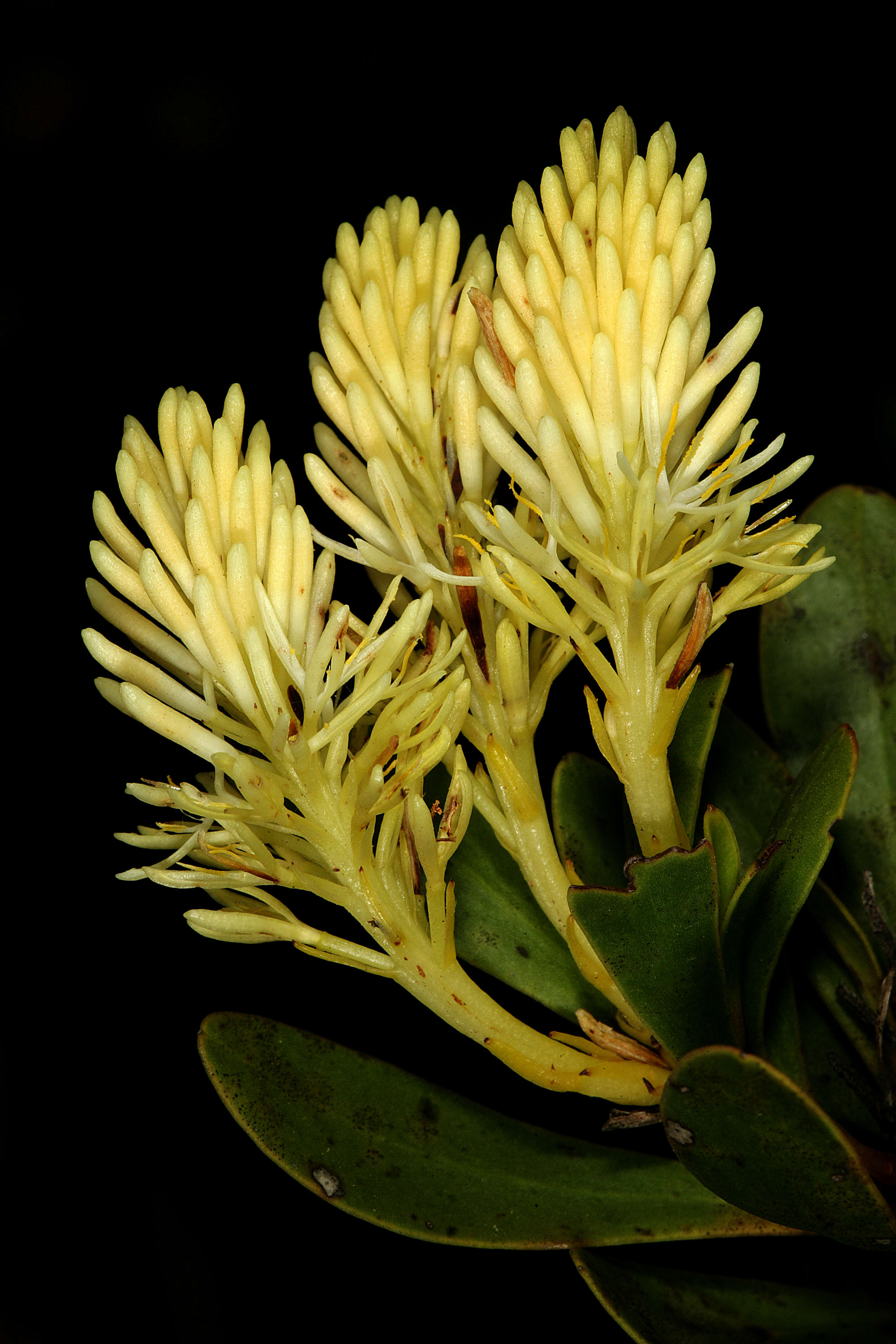 Image of Featherbush