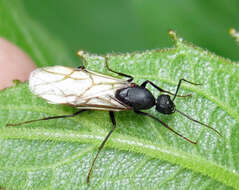 Image of (Eastern) black carpenter ant