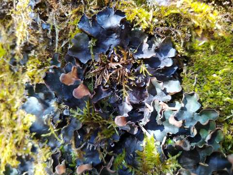 Image of felt lichen