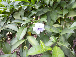 Image de Brunfelsia grandiflora D. Don