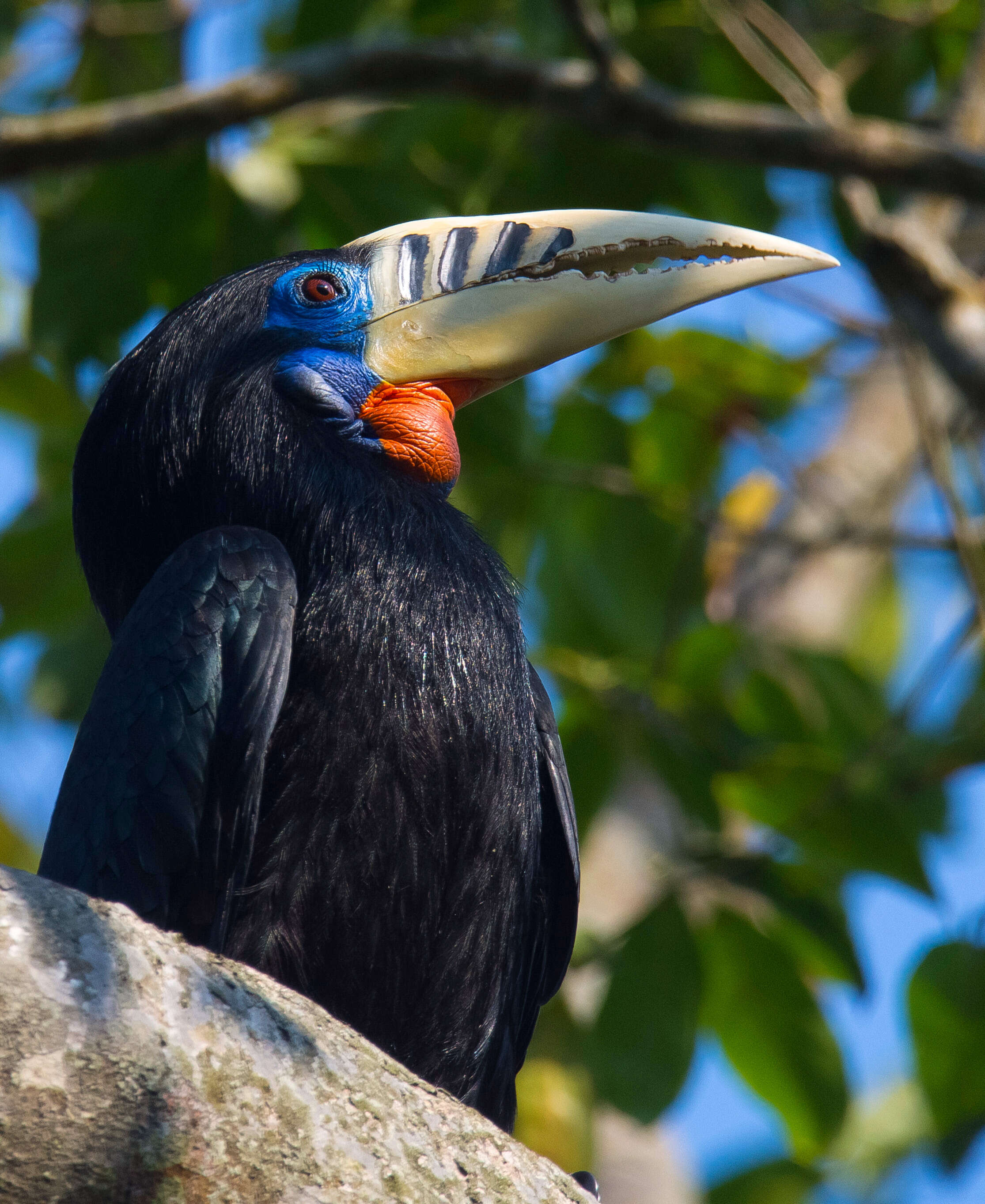 Image of Rufous-cheeked Hornbill