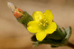 Image of variegated-bract blazingstar