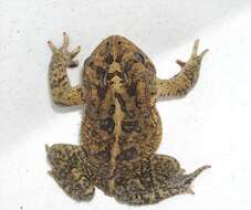 Image of Southern Toad