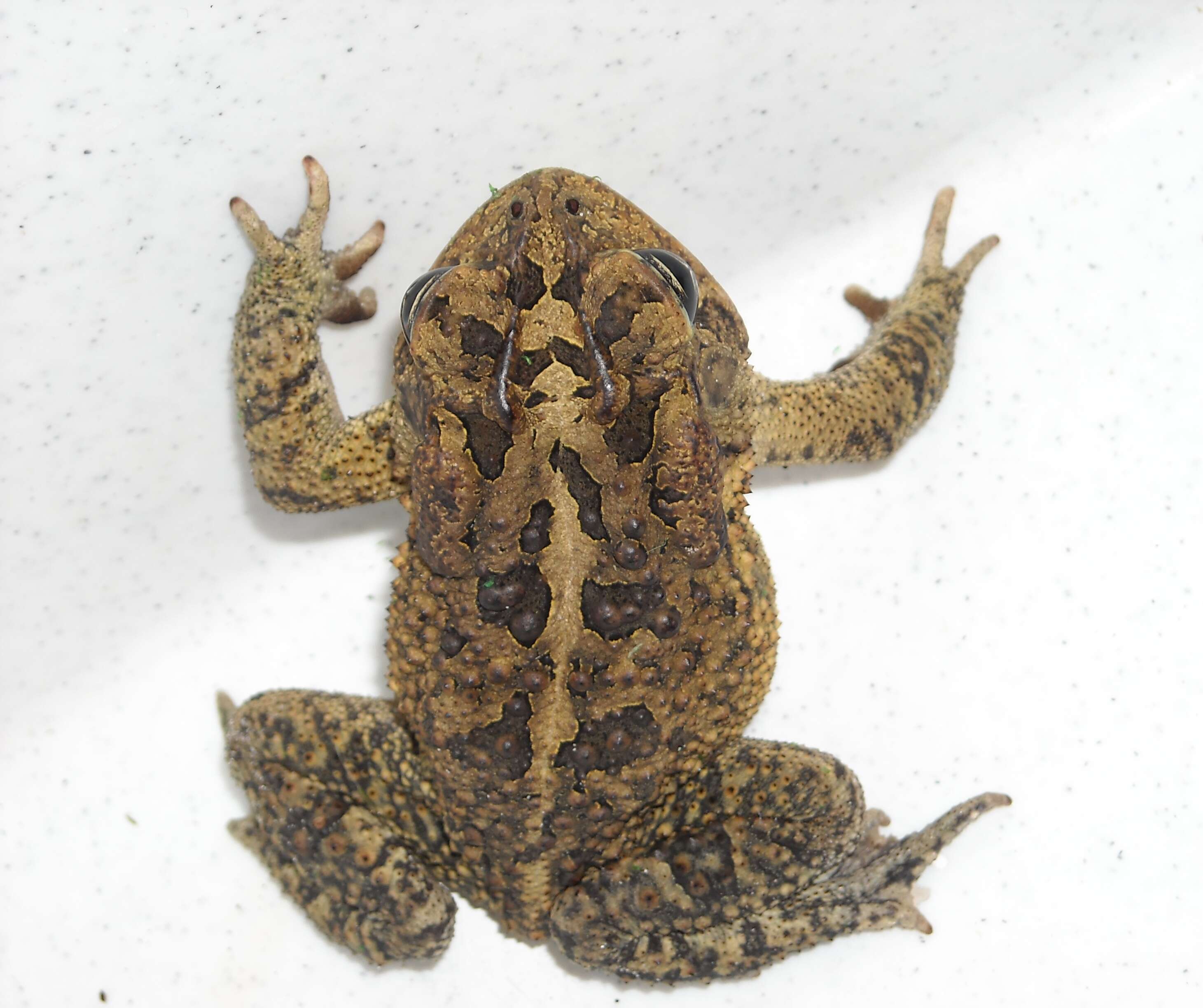 Image of Southern Toad