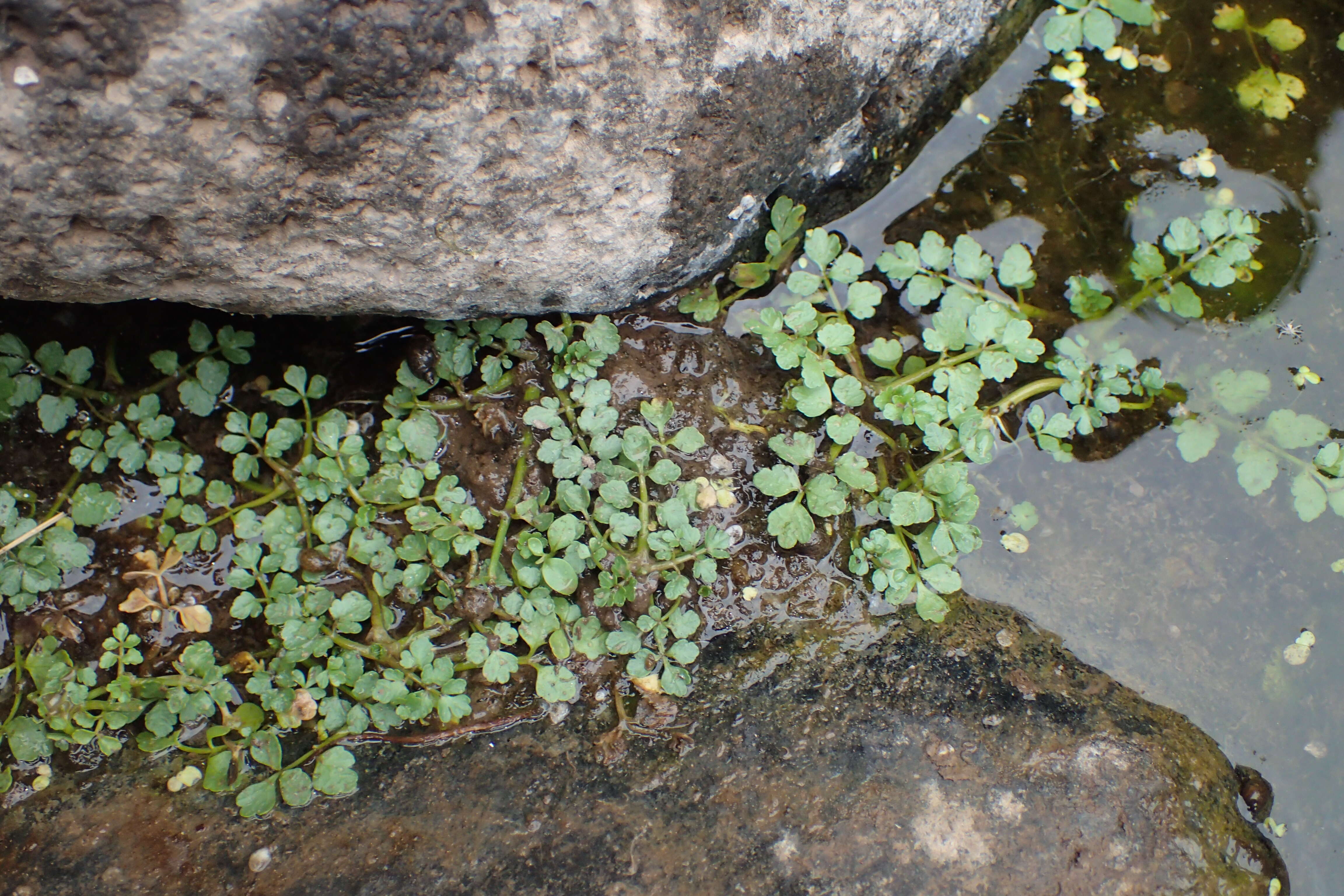 Imagem de Helosciadium nodiflorum (L.) Koch