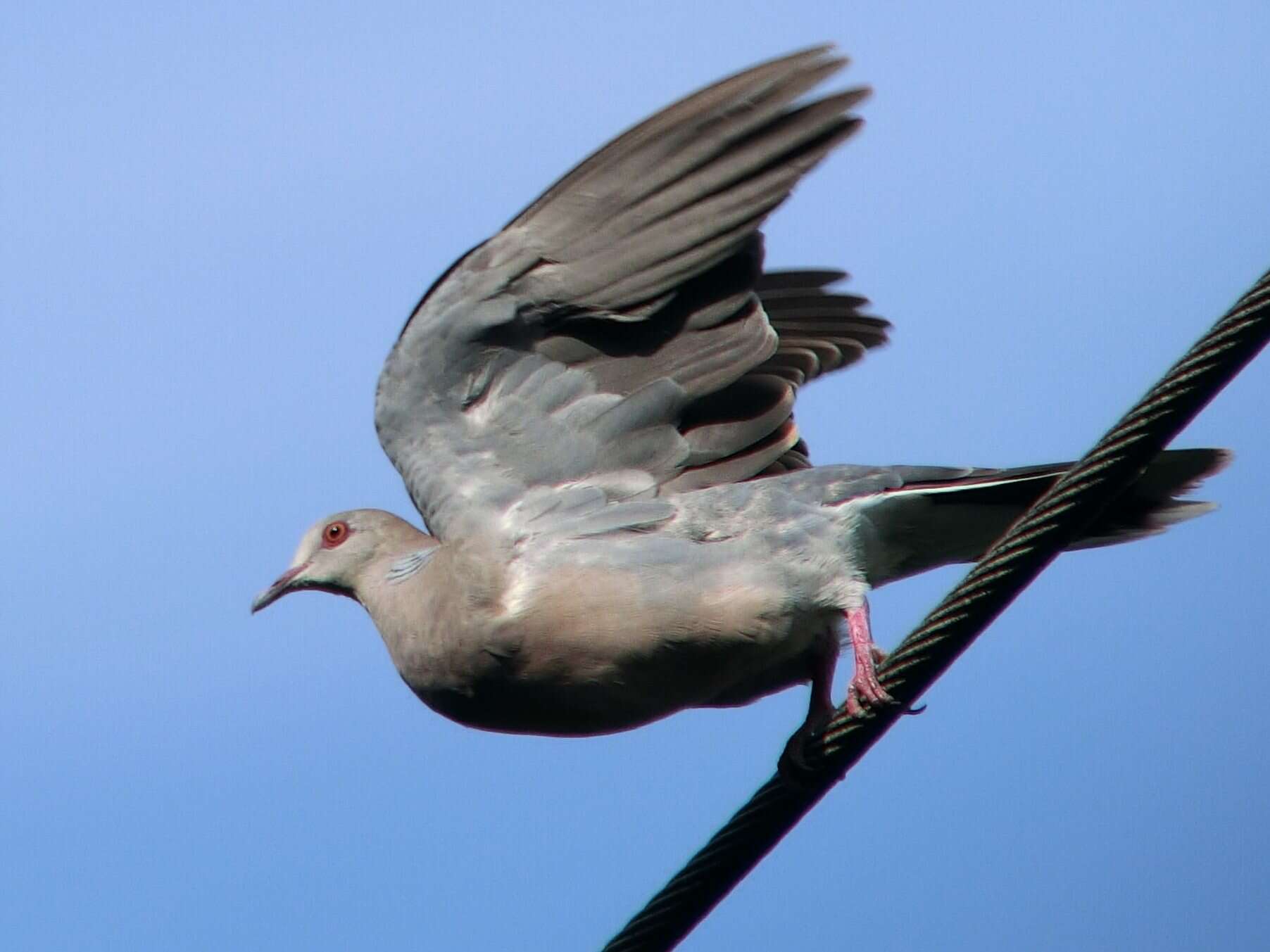 Image of Oriental Turtle Dove