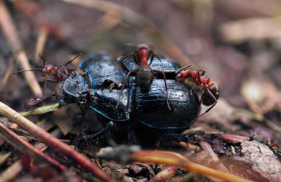 Слика од Geotrupes stercorarius (Linnaeus 1758)