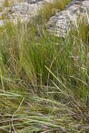 Image of bog-rush