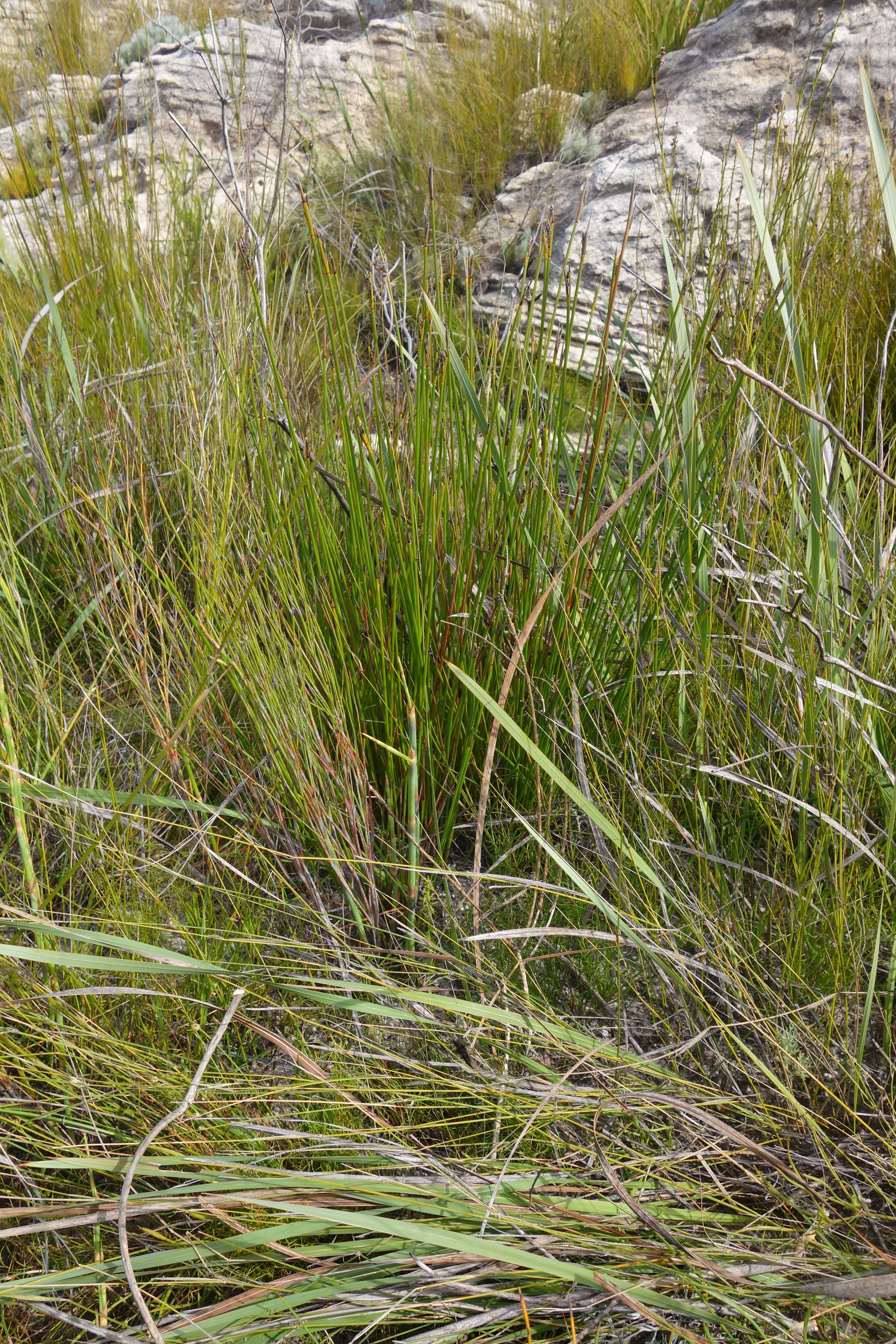 Image of bog-rush